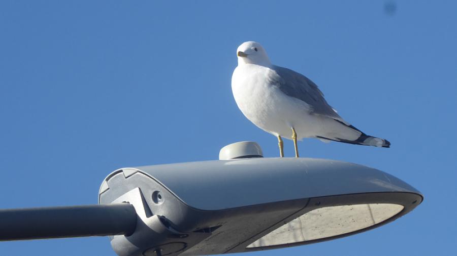                 THS. På Strandliden mås det bra när man är på lyset.