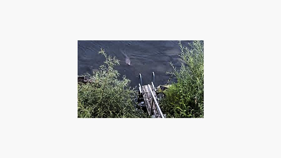                                    Pia Sörensen. I skymningen besöker bävern vår badentré.